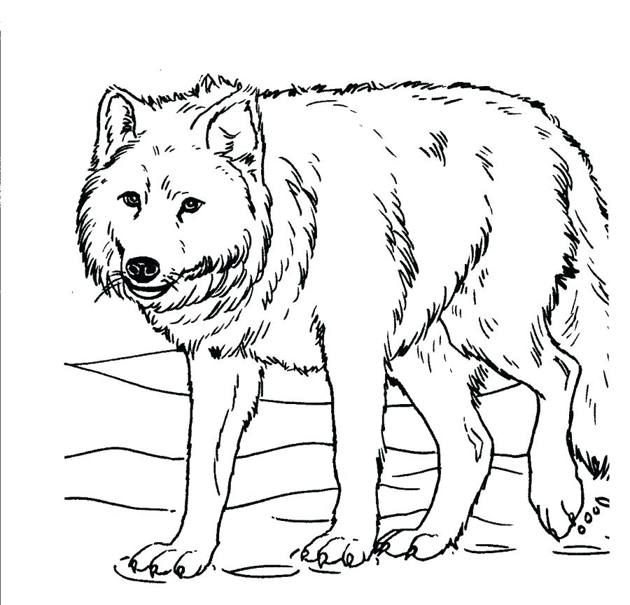 900x864 Printable Wolf Coloring Pages
