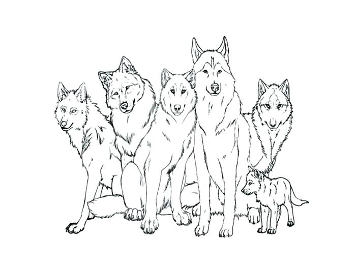 700x525 Wolf Coloring Coloring Pages Of Wolves Wolf Coloring Pages Wolf