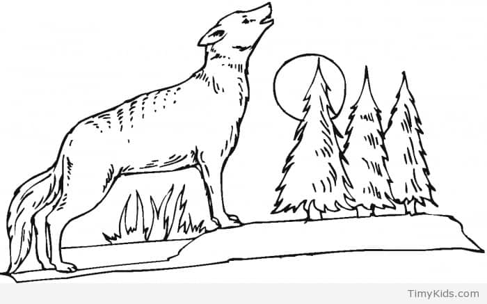 700x437 Wolf Colouring Pages Timykids
