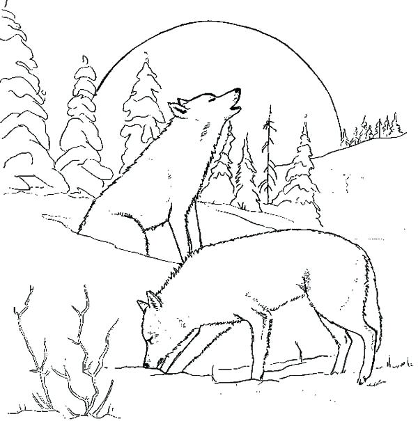 600x605 Howling Wolf Coloring Pages