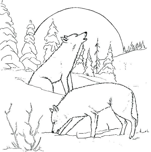 600x605 Coloring Pages Of Wolves Lovely Wolf Pack Coloring Pages Print
