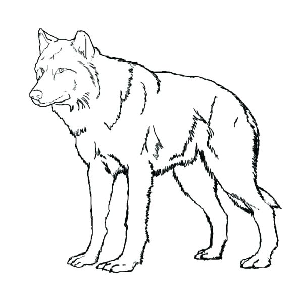 600x600 Wolf Pack Coloring Pages Wolf Coloring Sheets Amazing Wolf