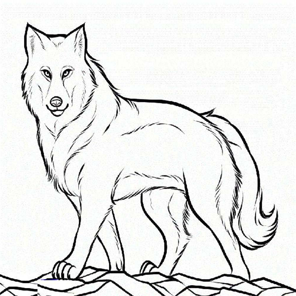 1000x1000 Wolf Pup Coloring Pages