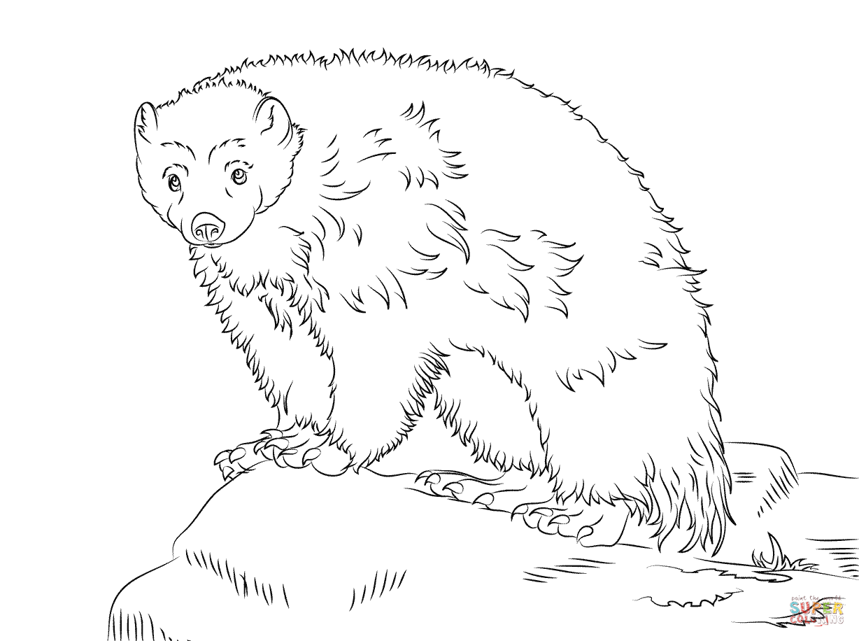 1228x916 Cute Wolverine Coloring Page Free Printable Pages Simple Animal