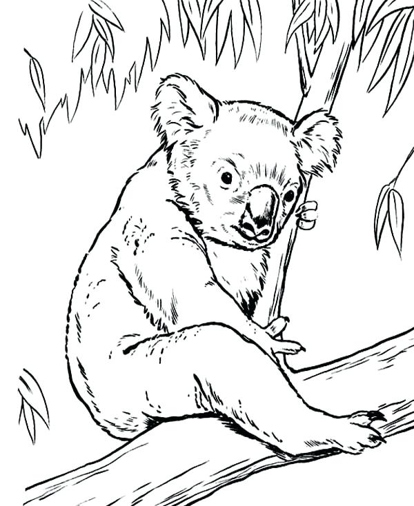 600x734 Wombat Coloring Page A Drawing Of Happy Sitting Next To Tree Free
