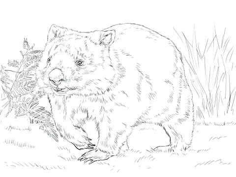 480x360 Wombat Coloring Page Coloring Pages Of Guinea Pigs Download Large