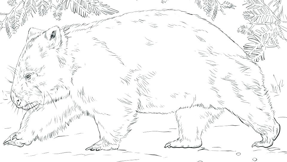 960x544 Wombat Coloring Page Platypus Coloring Page Platypus Coloring Page
