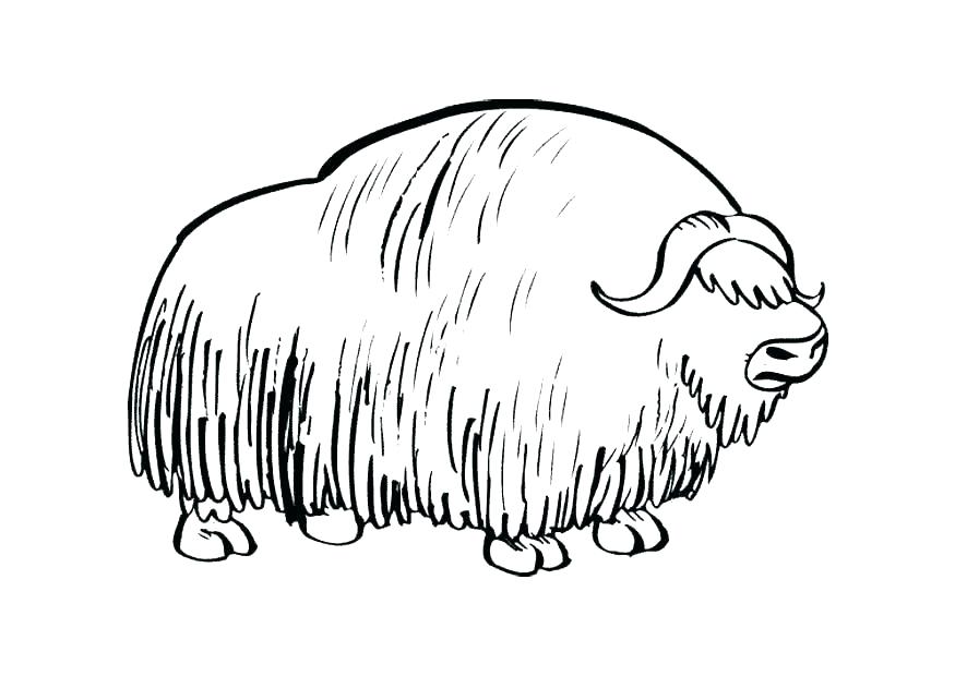 875x620 Wombat Coloring Page Wombat Coloring Page Wombat Coloring Page