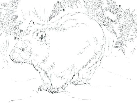 480x360 Wombat Coloring Page Wombat Coloring Page Wombat From Coloring