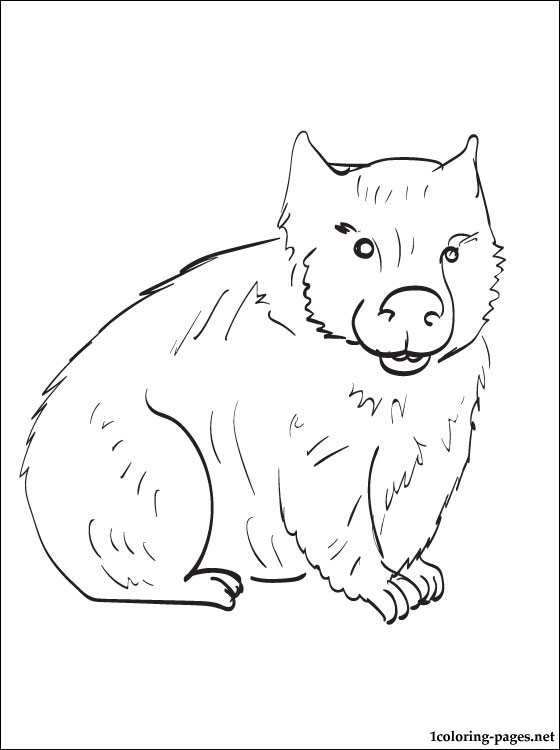 560x750 Wombat Coloring Page To Print Out Coloring Pages