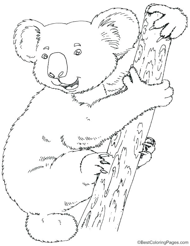 612x792 Koala Coloring Page Wombat Coloring Page Wombat Coloring Page