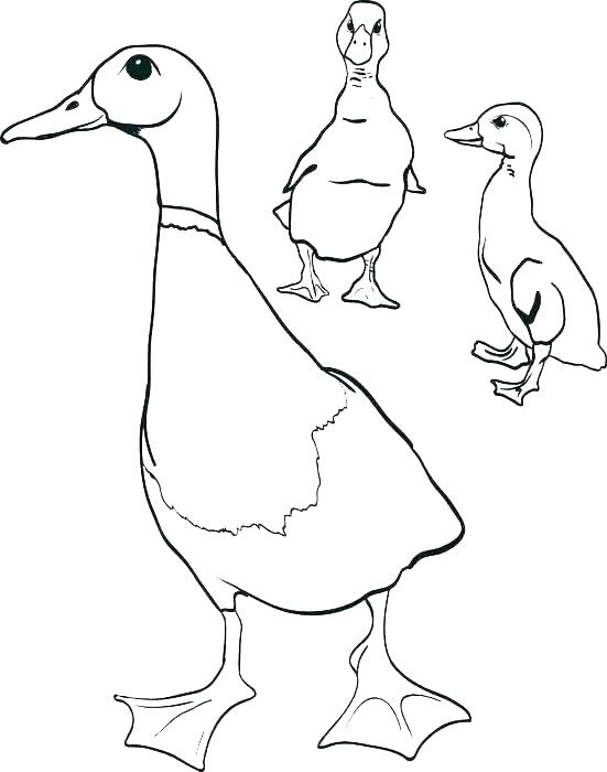 551x700 Duck Color Page Duckling Wood Duck Duckling Coloring Page Wood