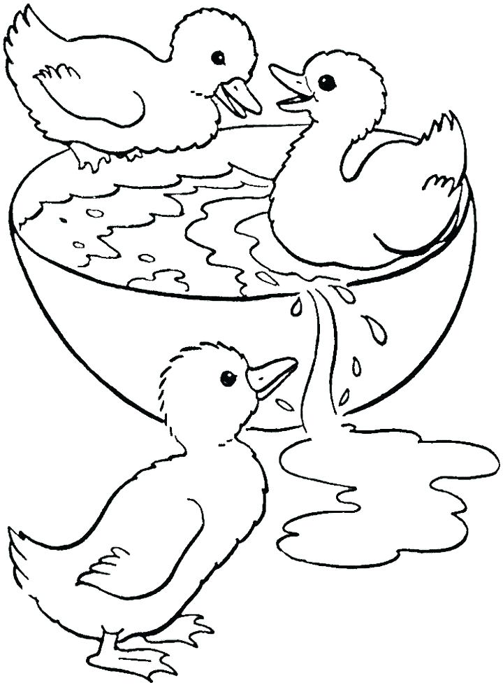 720x979 Duck Coloring Pages To Print Wood Duck Coloring Page Bell Duck