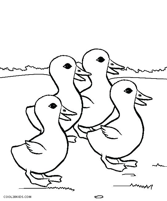 542x650 Ducks Coloring Pages Wood Duck Duckling Coloring Page Oregon Ducks