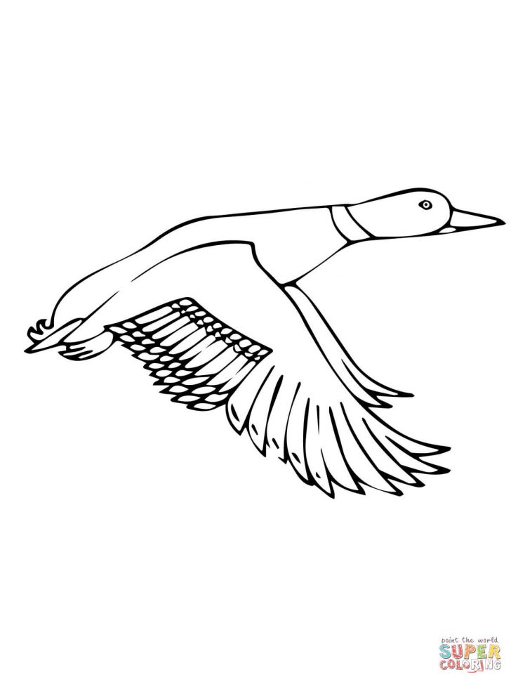 728x971 Printable Duck Coloring Pages For Kids In The Water Wood Page