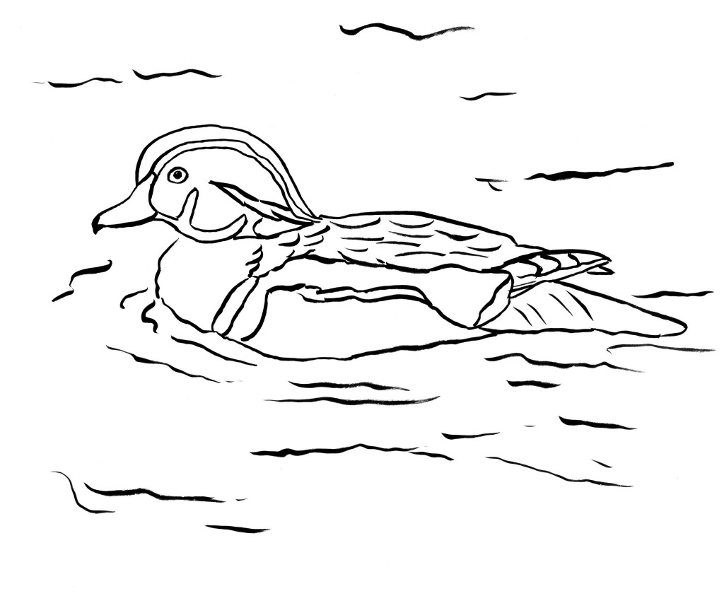 1024x843 Wood Duck Coloring Page