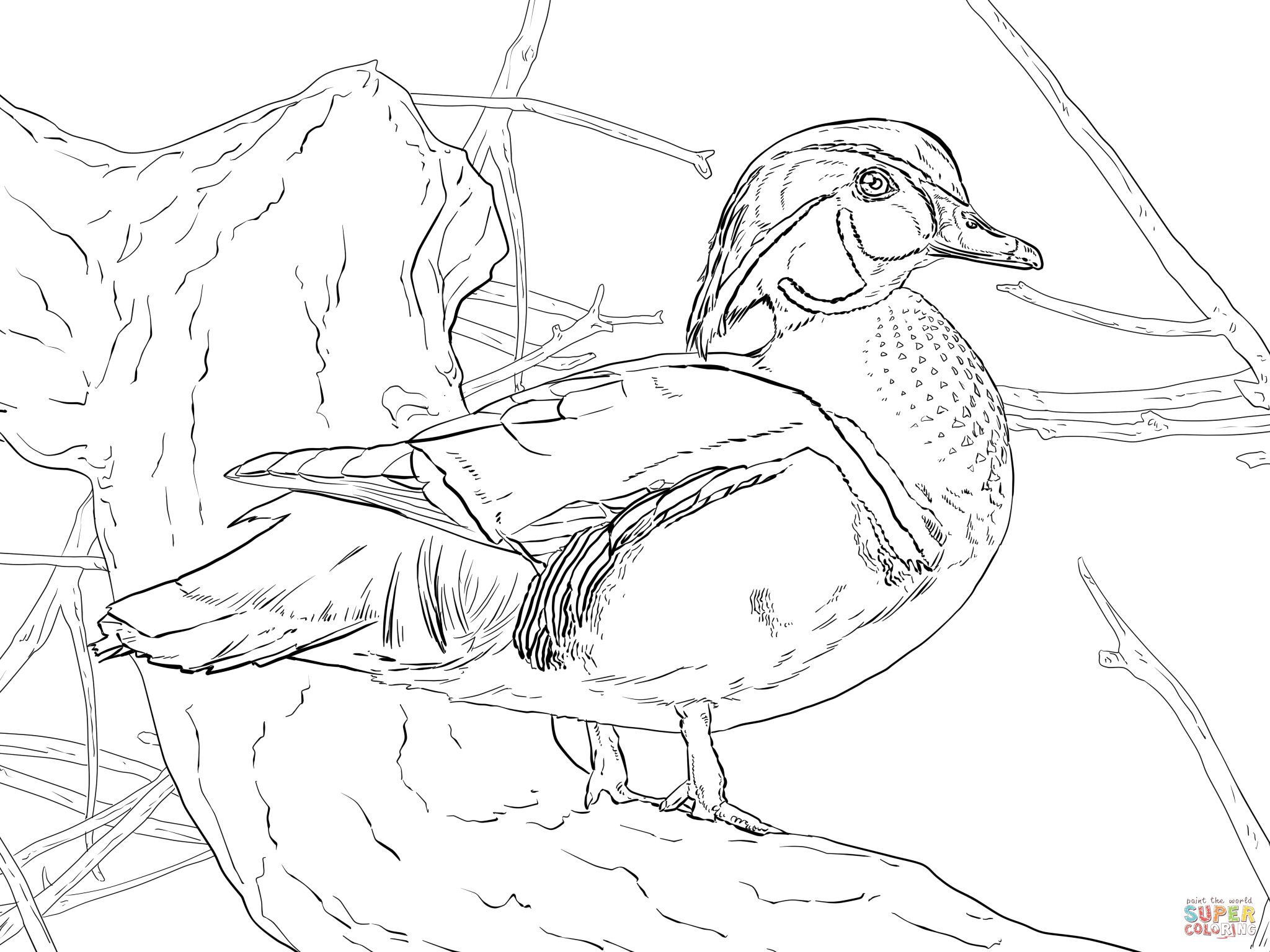 2048x1536 Wood Duck Drake Coloring Page Coloring Pages