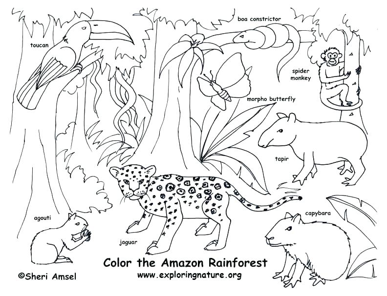792x607 Printable Images Of Rainforest Animals Forest Animals Coloring