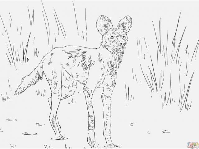 640x480 Woodland Creatures Coloring Pages Image Desert Animals Coloring