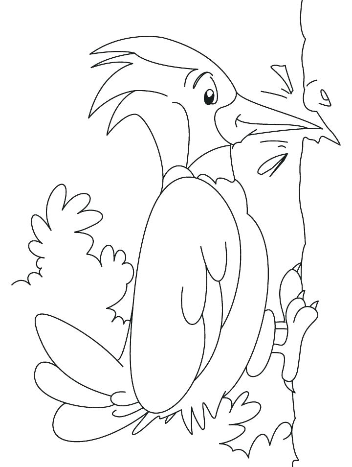 720x954 Woodpecker Coloring Page Hairy Woodpecker Coloring Page Red