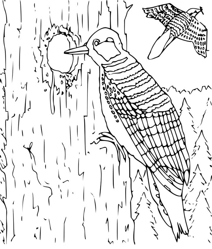 720x846 Woodpecker Coloring Page For Kids