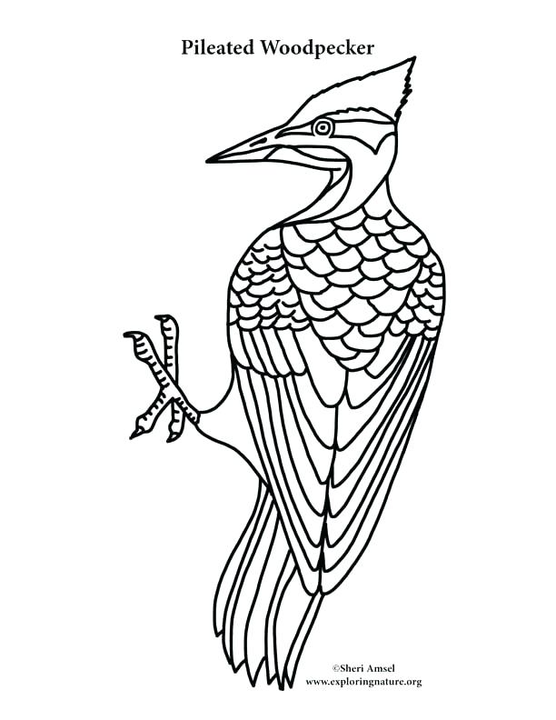 612x792 Downy Woodpecker Coloring Page