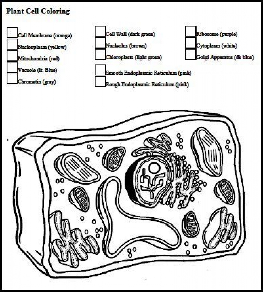 923x1024 Plant Cell Coloring Page With Regard To Worksheet Answers