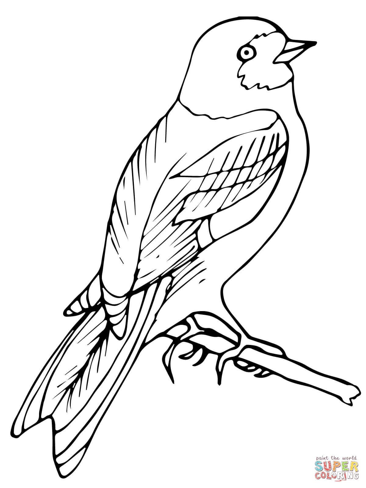 Wren Coloring Page at GetDrawings | Free download
