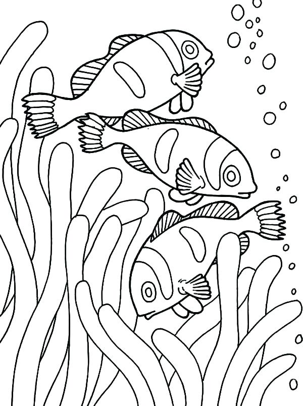 600x804 X Ray Fish Coloring Page