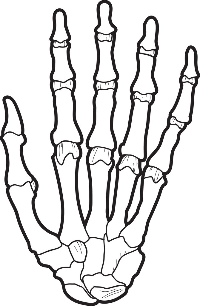 670x1024 Free, Printable X Ray Coloring Page For Kids Supplyme