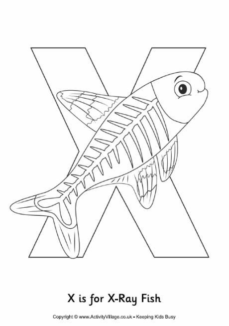 460x654 X Is For Xray Fish Colouring Page K Activities