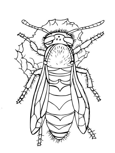 435x580 Western Yellow Jacket Coloring Page Animal Patterns