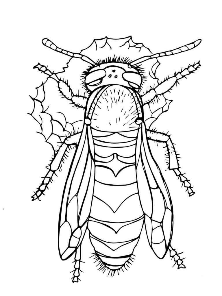 768x1024 Western Yellow Jacket For Coloring Page