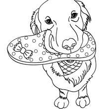 220x220 Husky Coloring Pages