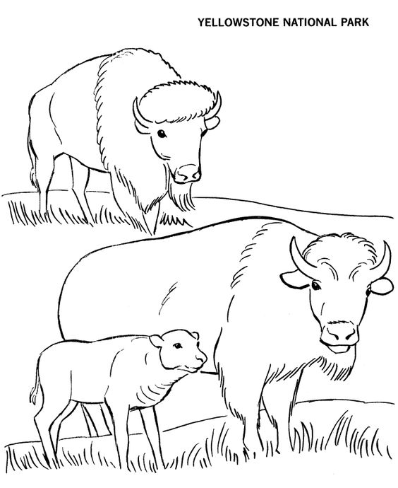 564x690 Bison Coloring Page Llamas And Cactus