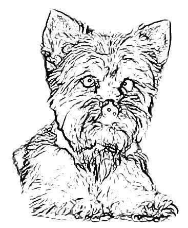367x443 Yorkie Coloring Pages Coloring Page Coloring Page Yorkie Colouring