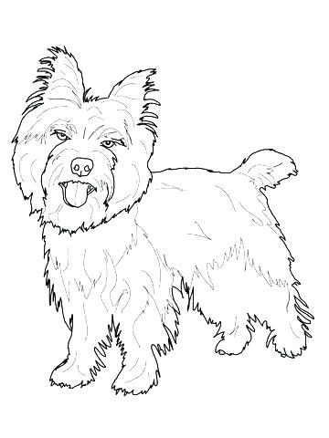 360x480 Yorkie Coloring Pages Coloring Pages Coloring Pages Pictures