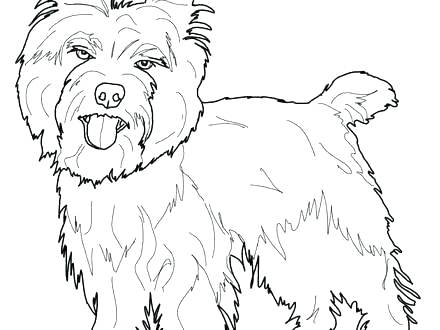 440x330 Yorkie Coloring Pages Yorkie Color Pages