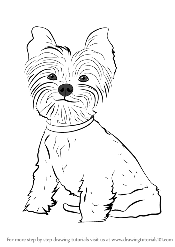567x800 Learn How To Draw Yorkie Puppy