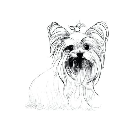 480x480 Plus Color A Puppy Yorkie Colouring Pages