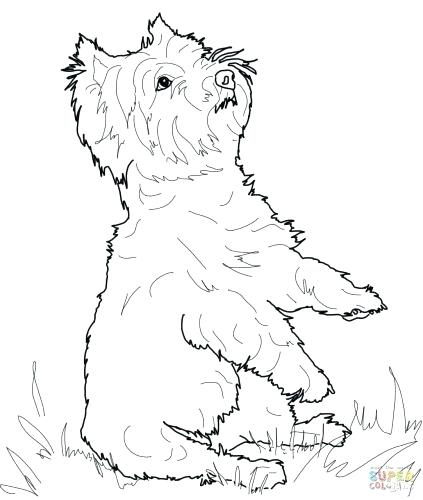 423x500 Yorkie Coloring Pages Medium Size Of Coloring Pages Sketch Funny