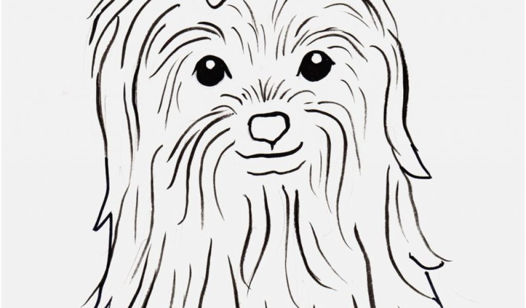 1024x600 Yorkie Coloring Pages Printable Pic Yorkie Coloring Pages