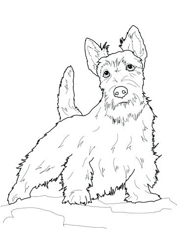 360x480 Yorkie Coloring Pages Terrier Coloring Page Fan Picture Yorkie