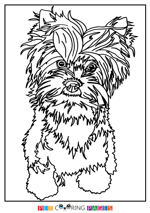 500x711 Yorkshire Terrier Coloring Page Charlie