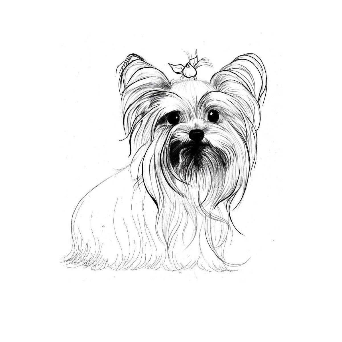 1200x1200 Yorkshire Terrier Coloring Pages Dog Breeds Picture Sketch
