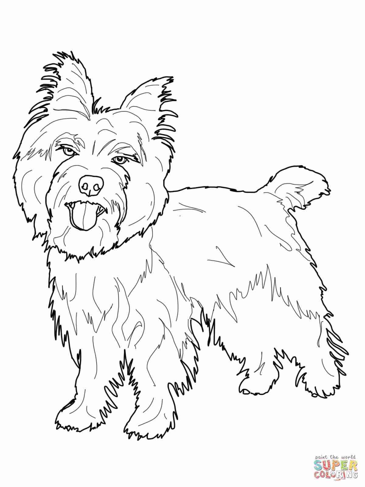 1200x1600 Cairn Terrier Coloring Page Free Printable Pages Best Yorkie