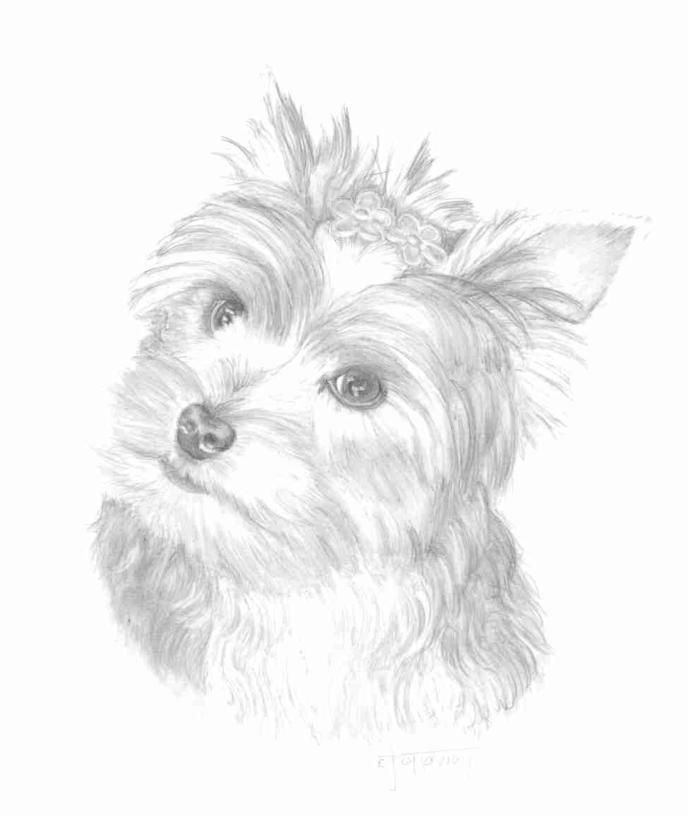 974x1156 Yorkshire Terrier Coloring Pages Simple Yorkies Olegratiy