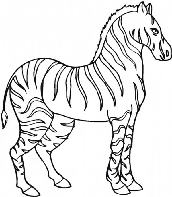 600x686 Stallion Zebra Coloring Page