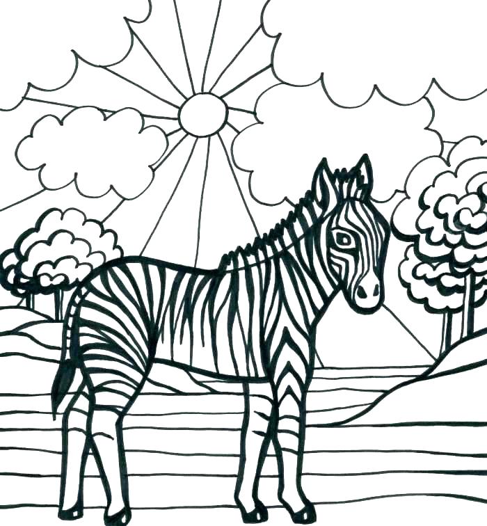 700x756 Zebra Color Page Coloring Pages Zebra Mammals Zebra Free Printable
