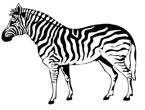 600x453 Zebra Coloring Page Free Coloring Kids Area Zebra